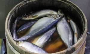 Можно ли есть селедку при панкреатите?