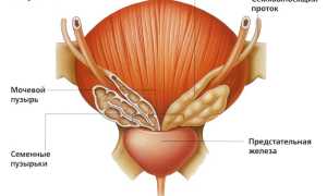 Как делать массаж простаты мужчине?