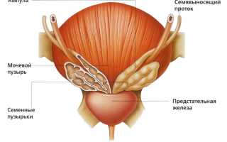 Как делать массаж простаты мужчине?