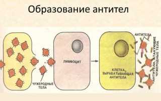 Расшифровка анализа: что такое антитела, их функции и показания