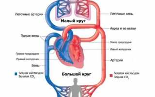 Особенности кровообращения у новорожденного