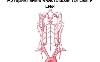 Важная часть кровеносной системы — анастомозы артерий