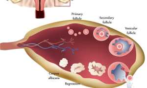 Норма прогестерона в лютеиновой фазе