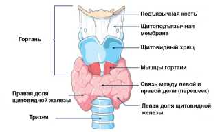 Что делать, если увеличена щитовидка?