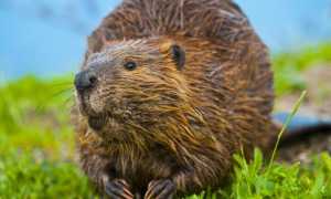 Применение бобровай струи при простатите