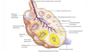 Желтое тело в яичнике на УЗИ