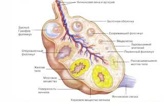 Желтое тело в яичнике на УЗИ