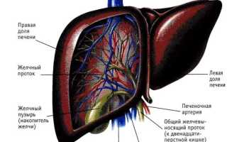 Диффузия печени и поджелудочной