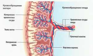 17-ОН прогестерон при беременности