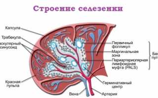 Редкое и очень опасное заболевание — инфаркт селезенки