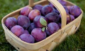 Сливы и панкреатит