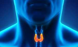 Какой врач проверяет щитовидку