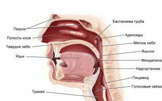 Увеличение миндалин у детей