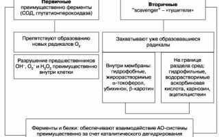 Как вылечить атеросклероз сосудов головного мозга