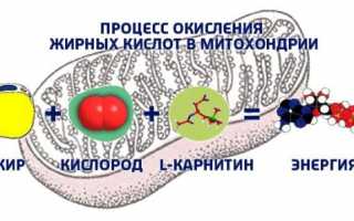 Энергия из Карнитина для сердца: правила применения препарата, особенности