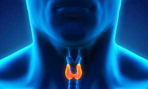 Лапчатка белая при щитовидке