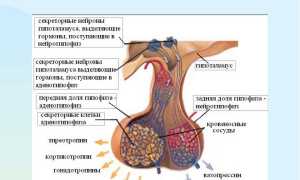 На какой день сдавать ФСГ и ЛГ?