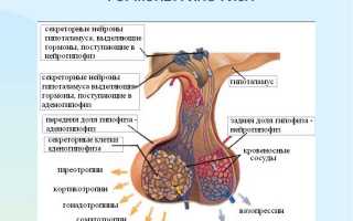 На какой день сдавать ФСГ и ЛГ?
