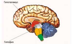 Нормы трийодтиронина, тироксина и тиреотропного гормона
