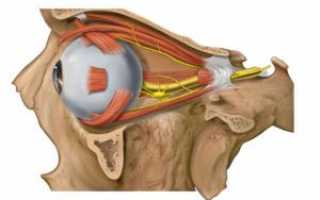 Глазодвигательный нерв: анатомия, потенциальные проблемы и симптомы поражения его нервных волокон