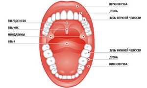 Лечение гланд в домашних условиях