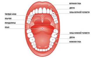 Лечение гланд в домашних условиях