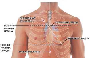 Особенности строения сердца человека