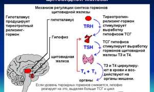 Если гормоны в норме, а щитовидка увеличена