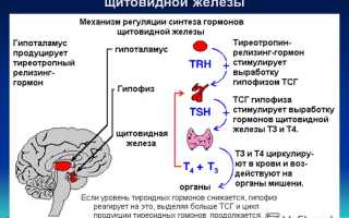 Если гормоны в норме, а щитовидка увеличена