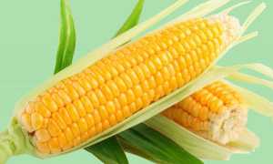 Можно ли есть кукурузу при панкреатите?