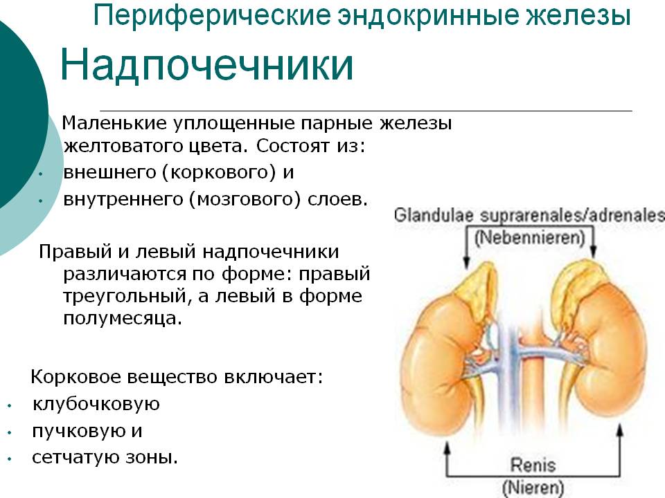 Надпочечники