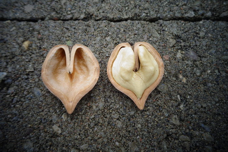 Сердцевидный