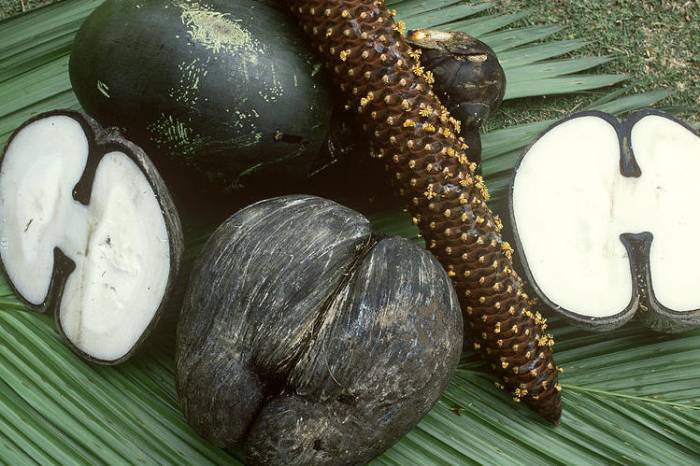 Сейшельский