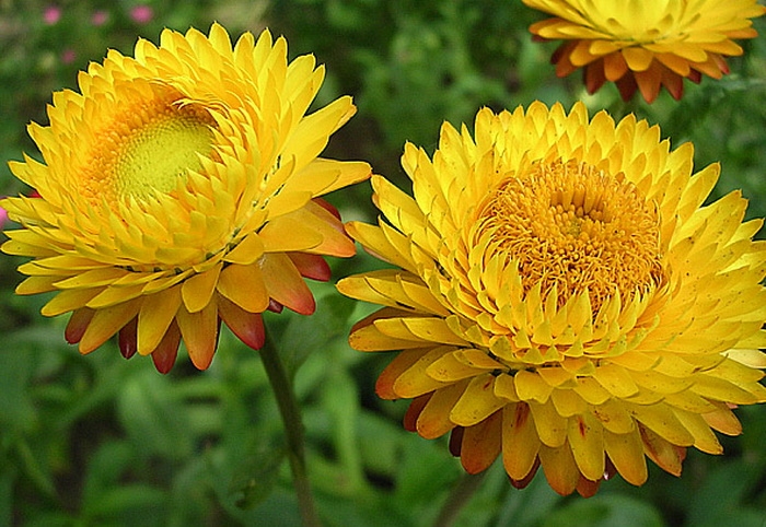 Бессмертник