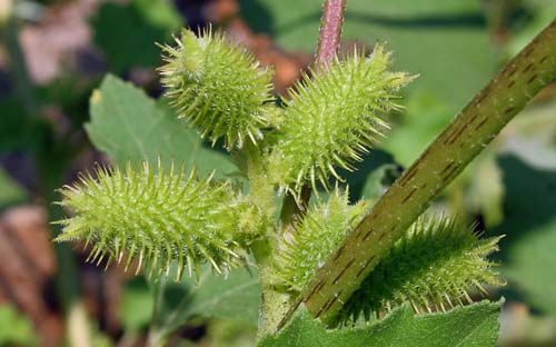 Дурнишник обыкновенный