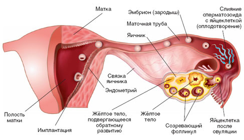 Фолликулы в яичниках