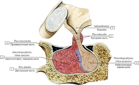 Гипофиз человека (cагиттальный разрез)