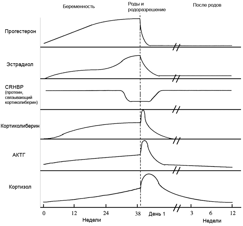 Гормоны и беременность