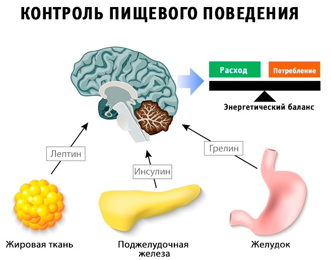 Грелин, Лептин и Инсулин