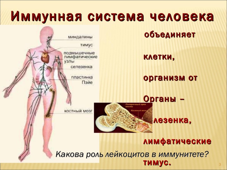 Иммунная система человека