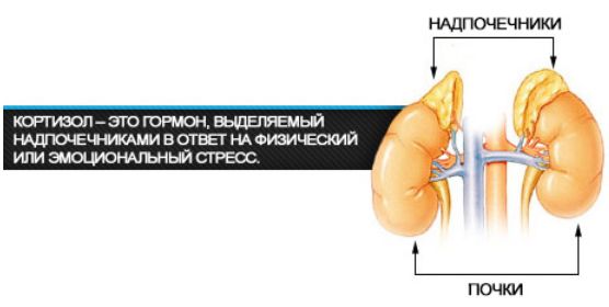 Кортизол