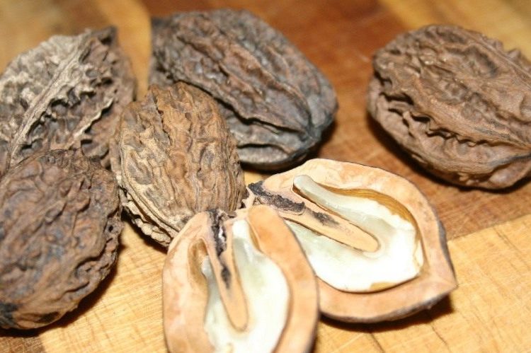 маньчжурский