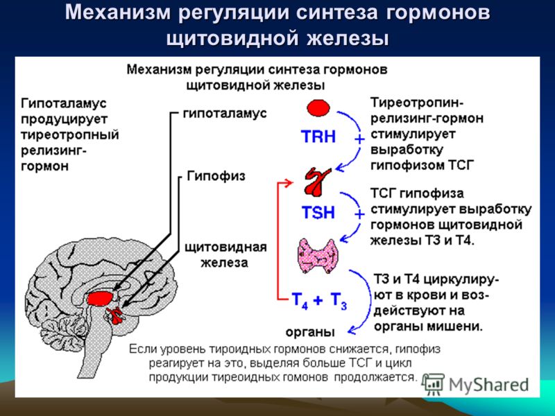 Механизм регуляции синтеза гормонов щитовидной железы