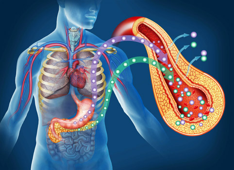Организм человека
