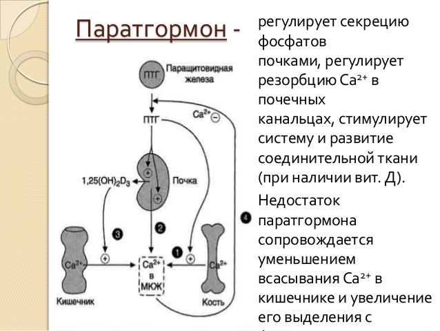 Паратгормон