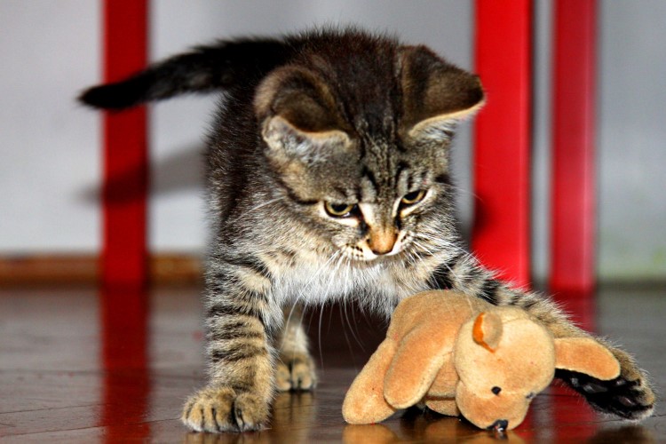 Игривая кошка