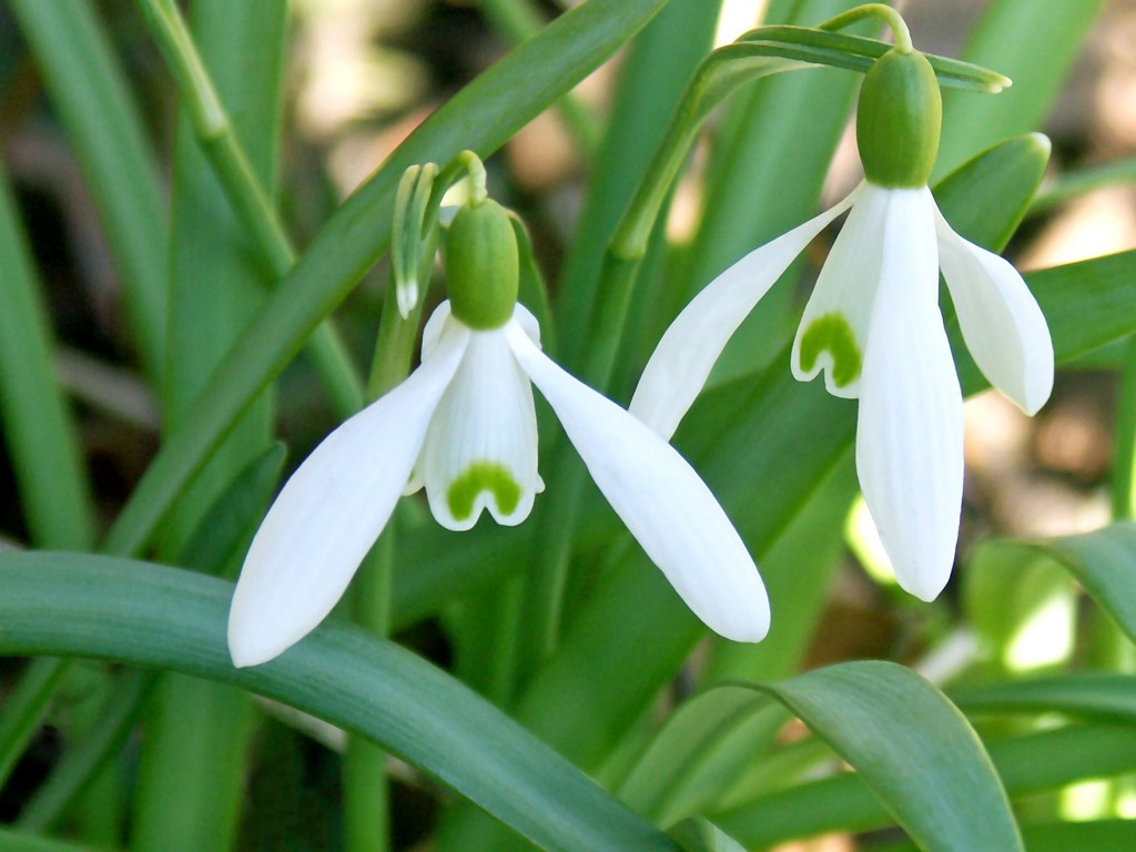 Подснежник