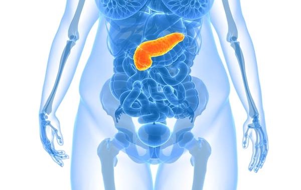 Поджелудочная железа