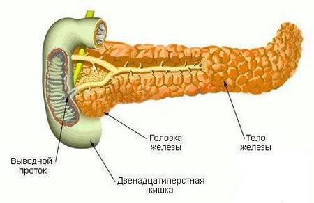 Поджелудочная железа