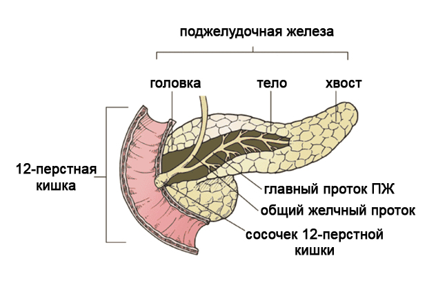 Поджелудочная железа